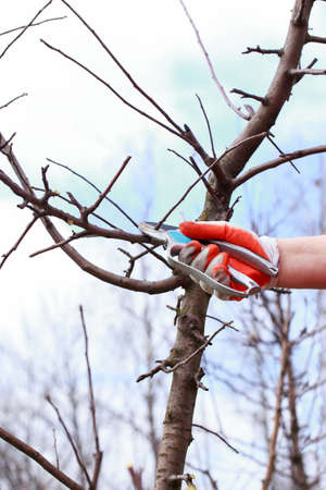 Spring pruning of fruit tree with garden shears