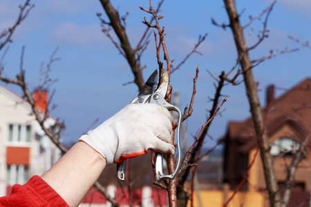 Spring pruning of fruit tree with garden shears