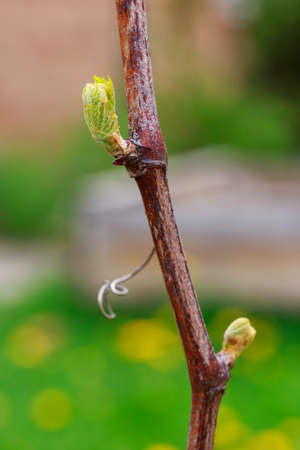 young sprout of grapes on a blurred background
