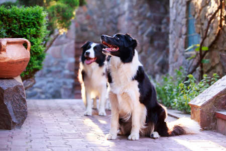 Two border collie dogs in the yardの写真素材