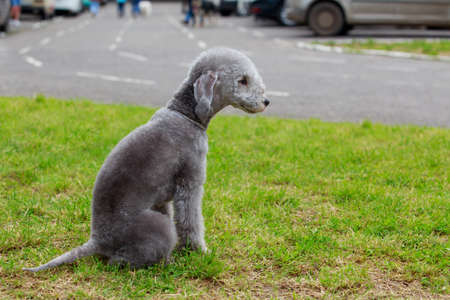 Dog breed Bedlington sitting on the grassの写真素材
