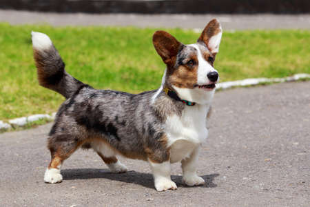 Corgi CORGI コーギー カーディガン M CORGI コーギー ショールカラー ニットカーディガン