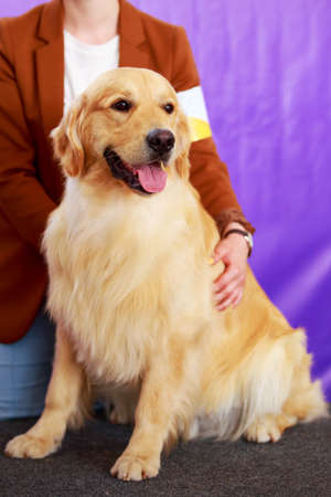 Portrait of a Golden Retriever breed dogの写真素材