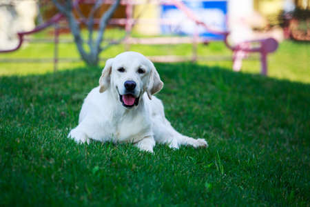 The dog breed Golden retriever on a green grass
