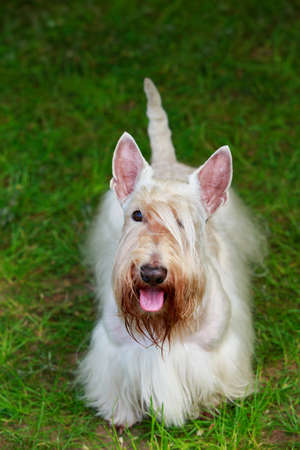 Scottish Terrier breed dog on the grassの写真素材