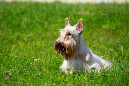 Scottish Terrier breed dog on the grassの写真素材