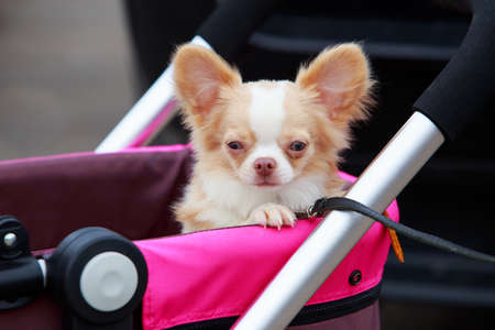 Chihuahua dog breed close-up in a pink strollerの写真素材