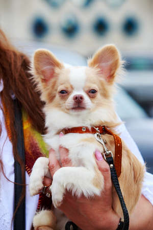 Closeup portrait of a Chihuahua breed dog in the open airの写真素材