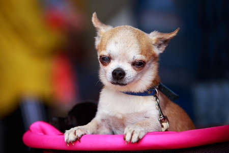 Chihuahua dog breed close-up in a pink strollerの写真素材