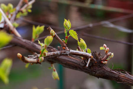 young sprout of grapes on a blurred background
