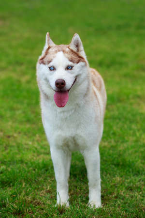Dog breed Siberian husky stand on green grassの写真素材