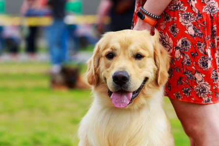 Portrait of a Golden Retriever breed dogの写真素材