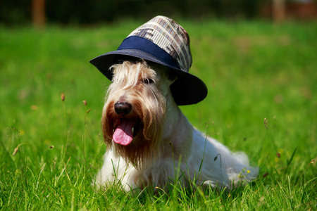 Scottish Terrier breed dog on the grass