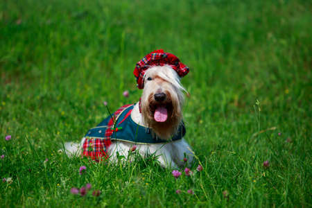 Dog breed Scottish Terrier in a red suit on the grassの写真素材