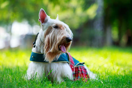 Dog breed Scottish Terrier in a red suit on the grass