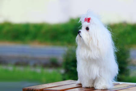 Cute dog breed Maltese is standing on a pedestal in the park