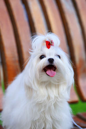 One dog breed Maltese on a wooden benchの写真素材