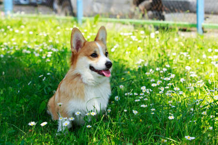 Pembroke Welsh Corgi in a park on green grassの写真素材