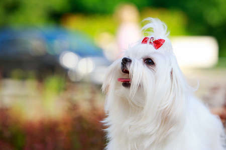 Cute dog breed Maltese in the parkの写真素材