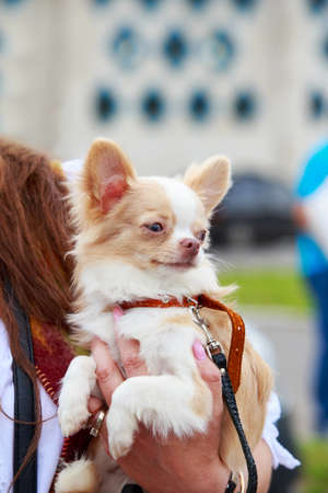 Closeup portrait of a Chihuahua breed dog in the open airの写真素材