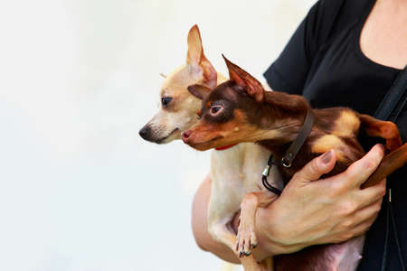Two dogs of the Chihuahua breed in their armsの写真素材
