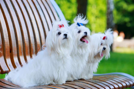 Three dogs of breed Maltese on a wooden benchの写真素材