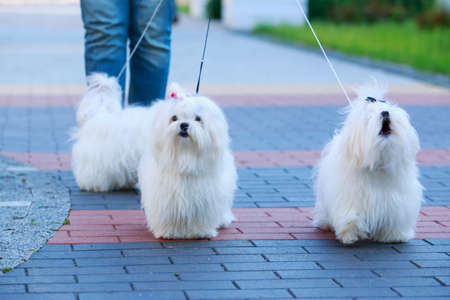 Three Maltese breed dogs stand on paving slabsの写真素材
