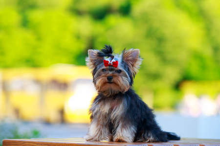 Dog breed miniature Yorkshire terrier sitting on a pedestalの写真素材