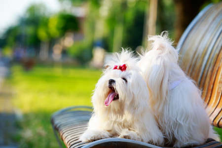 Two dogs of breed Maltese on a wooden benchの写真素材