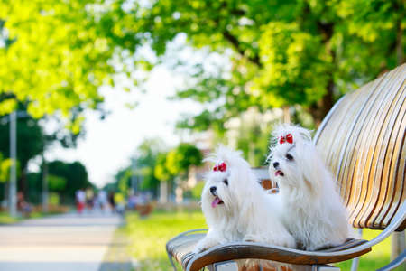 Two dogs of breed Maltese on a wooden benchの写真素材