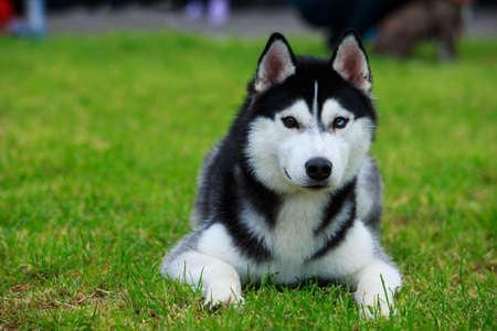 Dog breed Siberian Husky lying on the green grassの写真素材