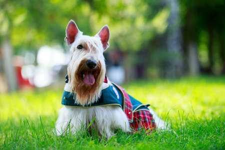 Dog breed Scottish Terrier in a red suit on the grassの写真素材