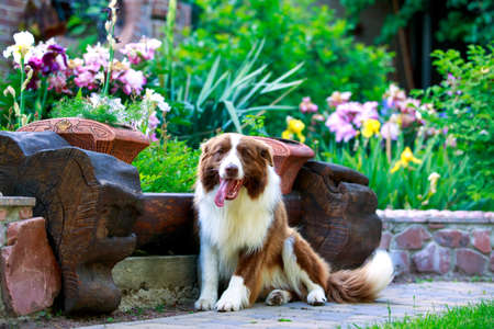 Dog Border Collie sitting in a flower gardenの写真素材