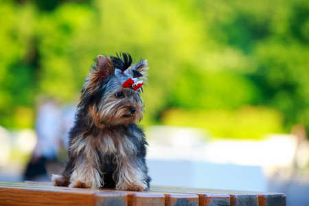 Dog breed miniature Yorkshire terrier sitting on a pedestalの写真素材