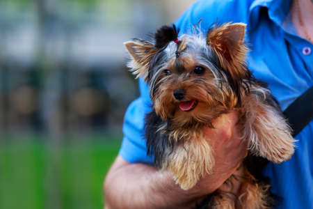 Dog breed miniature Yorkshire terrier close upの写真素材