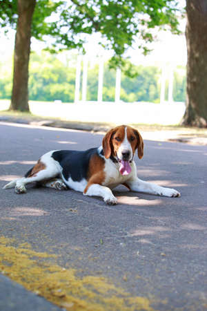 The dog breed American Foxhound in a public parkの写真素材