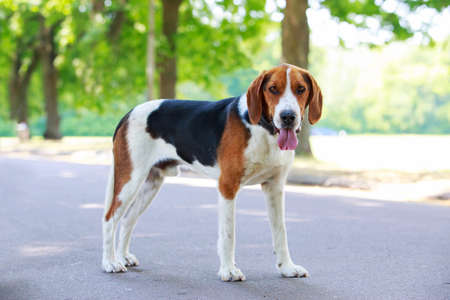 The dog breed American Foxhound in a public parkの写真素材