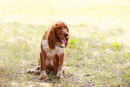 The dog breed English Springer Spaniel in a public parkの写真素材