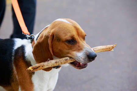 The dog breed American Foxhound nibbles a stickの写真素材
