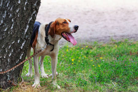 The dog breed Anglo-Russian Hound in a public parkの写真素材
