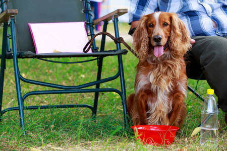 The dog breed English Springer Spaniel in a public parkの写真素材