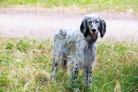The dog breed English Setter in a public park