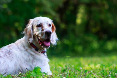 The dog breed English Setter in a public park