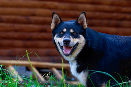 Dog breed East Siberian Laika close upの写真素材