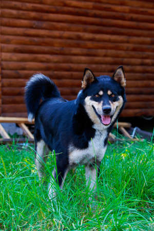 Dog breed East Siberian Laika close upの写真素材