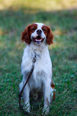 Dog breed breton epanyol close-up on a background of green grassの写真素材