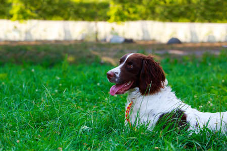 The dog breed English Springer Spaniel in a public parkの写真素材