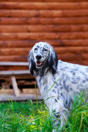 The dog breed English Setter in a public parkの写真素材