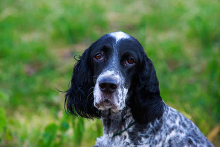 The dog breed English Setter in a public parkの写真素材