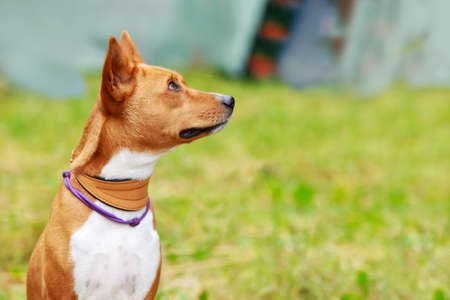 Beautiful dog breed Basenji in the parkの写真素材